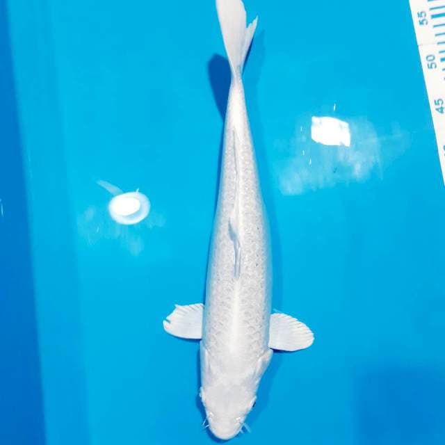 Platinum 45 cm