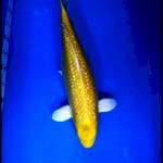 Yamabuki ogon  F1 lokal female 56 cm ring bagus