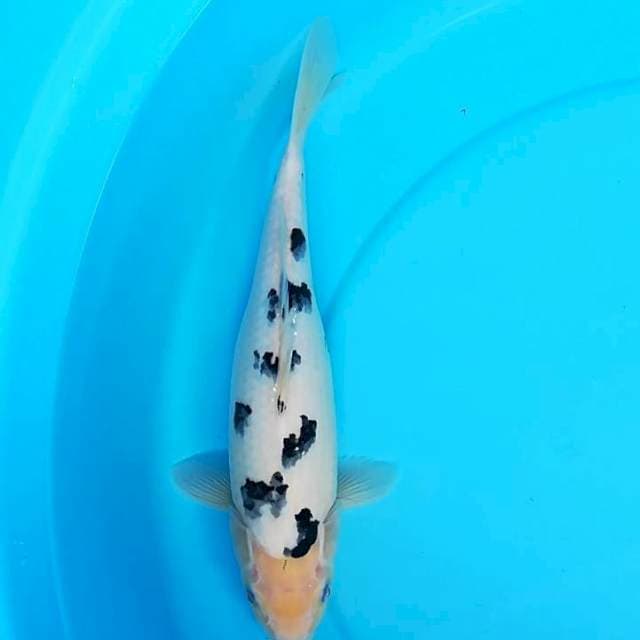 Bekko