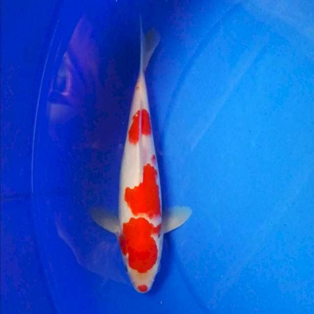 Kohaku