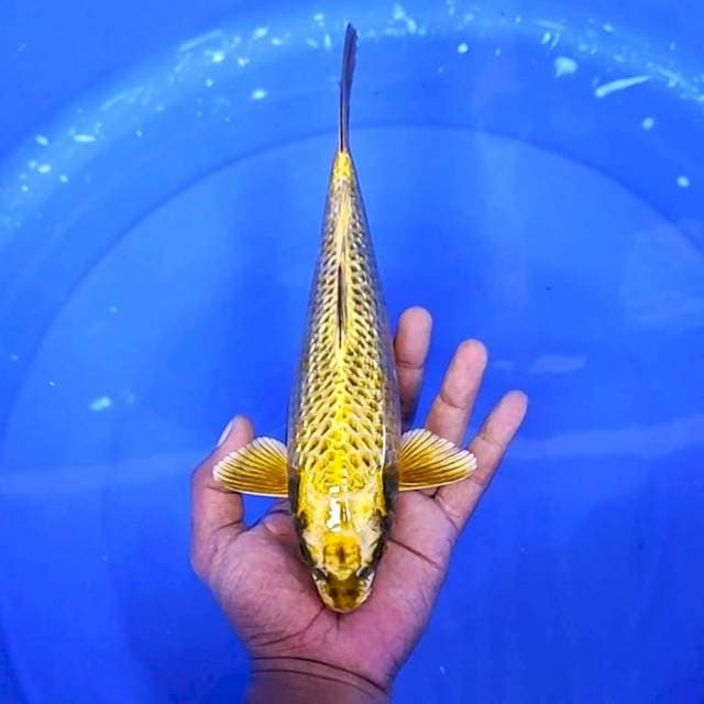 MUKASHI GOLD # 27CM