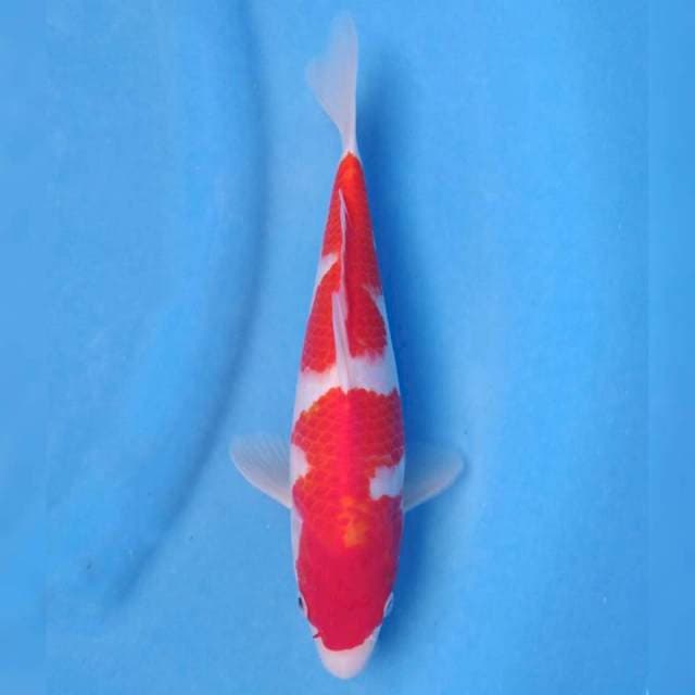 Genjiro Kohaku
