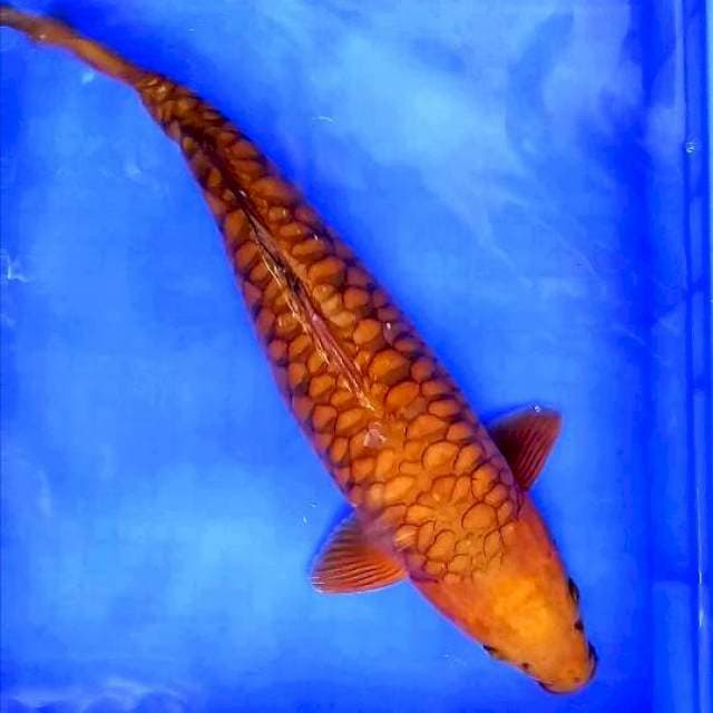 TEMBAGA SISIK NAGA # 51CM