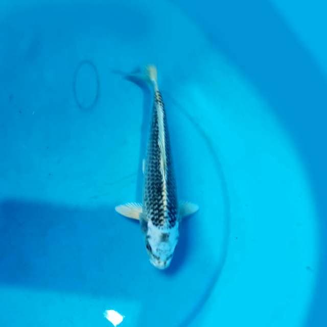 Matsuba 23 cm