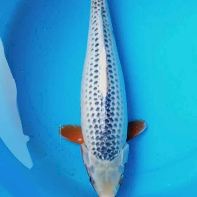 Asagi 40cm