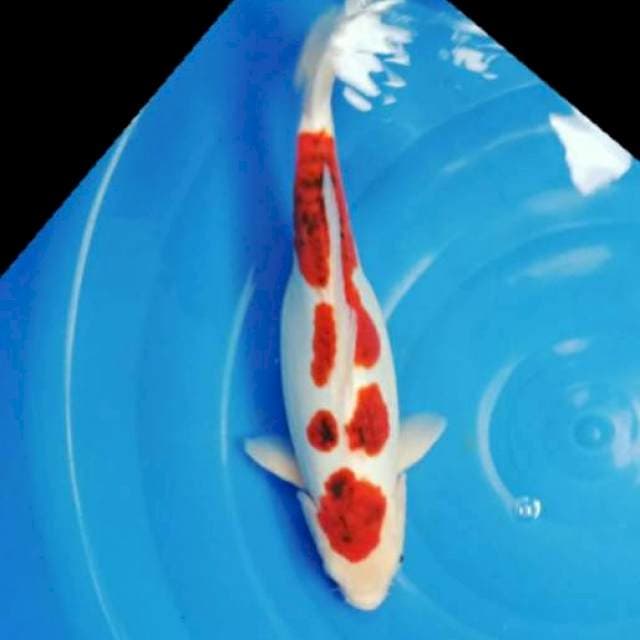 Goromo 33 cm