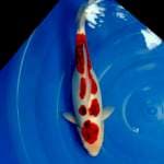 Goromo 33 cm