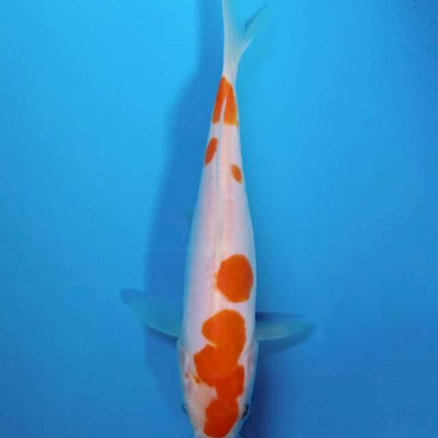 Kohaku doitsu