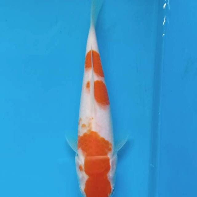 Kohaku joss
