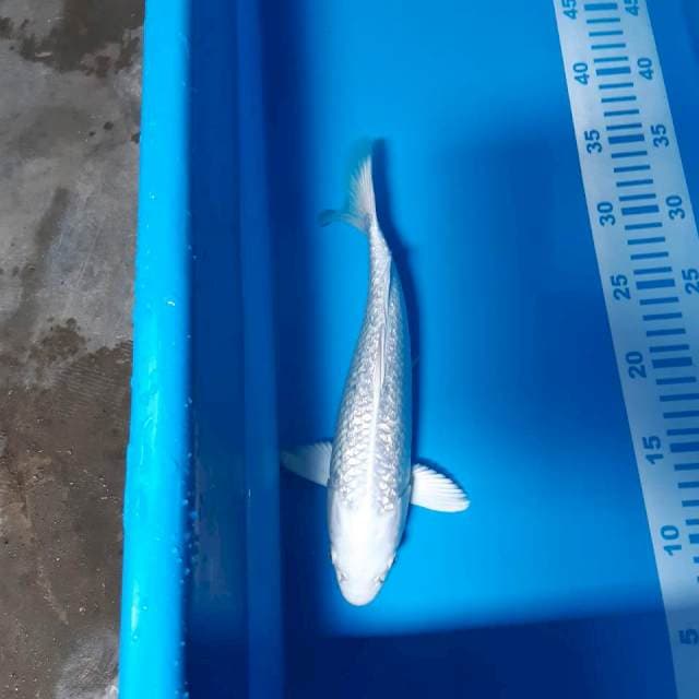 Platinum 26 cm