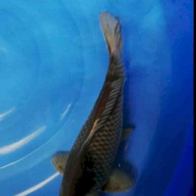 Ochiba 34 cm