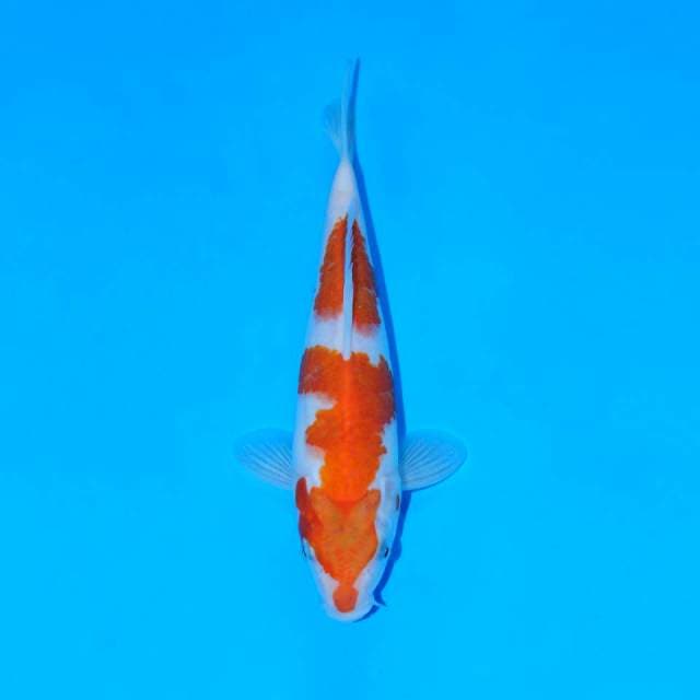 Kohaku