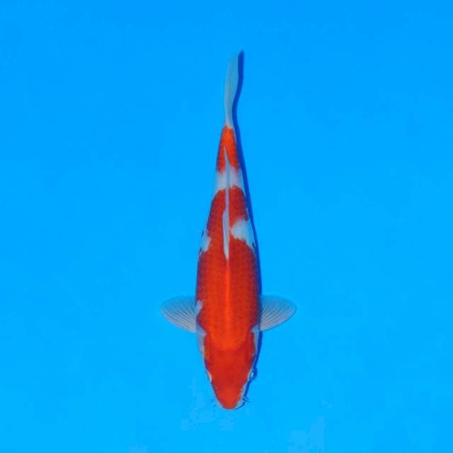 Kohaku 