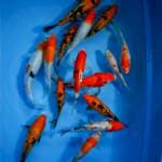 Mix Koi 15 ekor