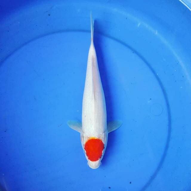 TANCHO ~ 28CM