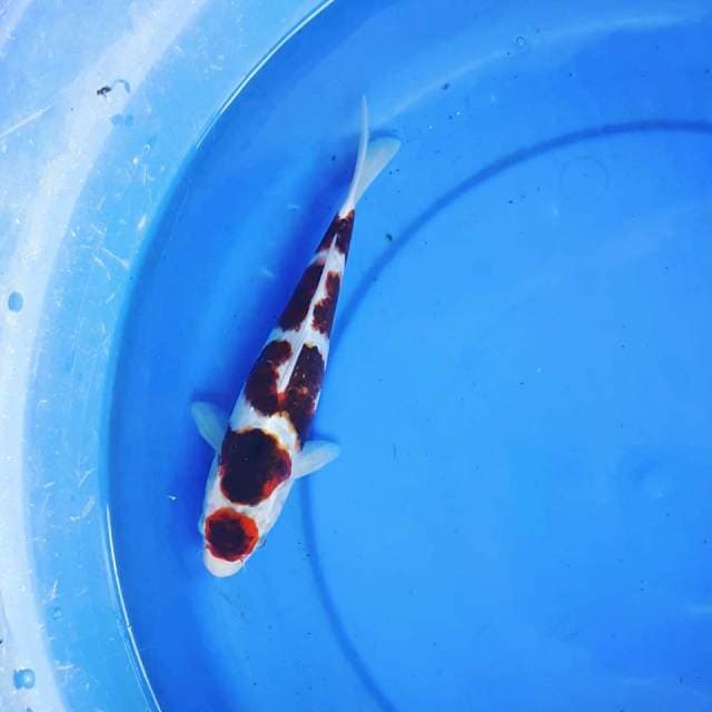MARUTEN GOROMO ~ 25CM