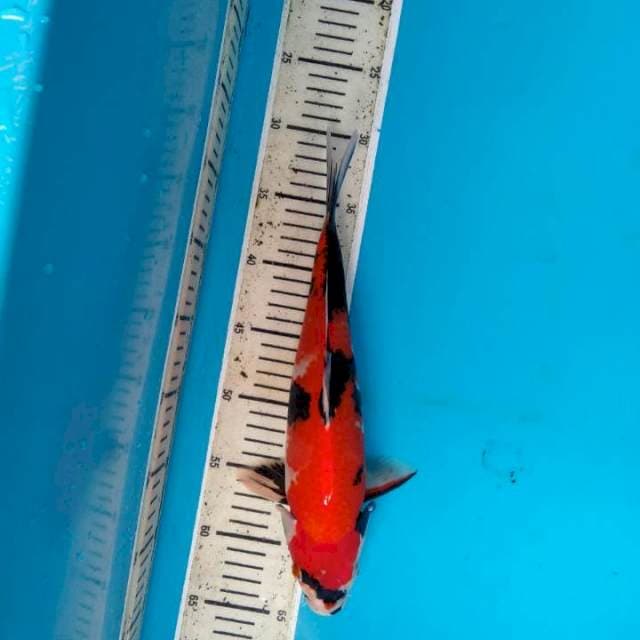 HiiShowa 33cm