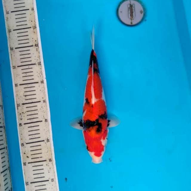 Showa 34cm