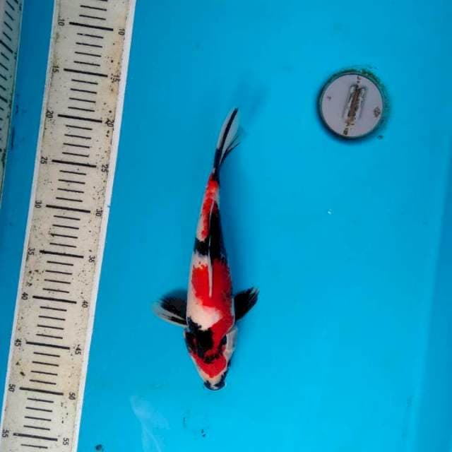 Showa 29cm