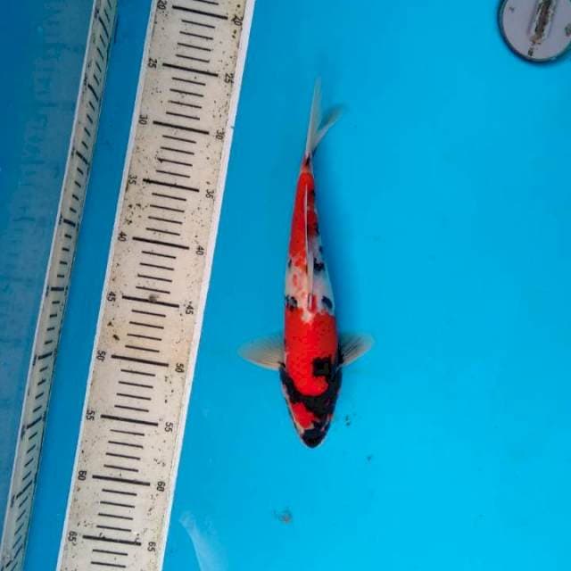 Showa 30 cm