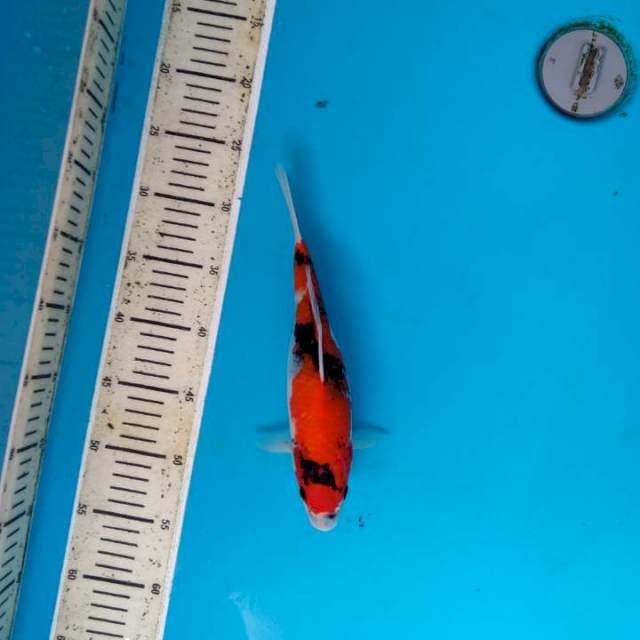 Showa 27cm