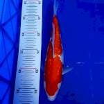 Kohaku ginrin 25cm