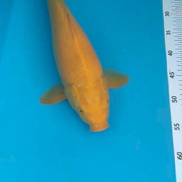 Karasi mata merah 40 bu