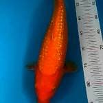 Karasi ginrin