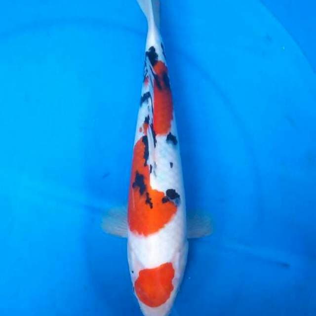 Sk maruten