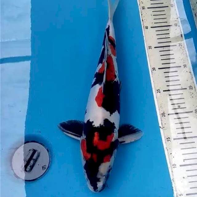 Doitsu Showa Murni 41cm Male