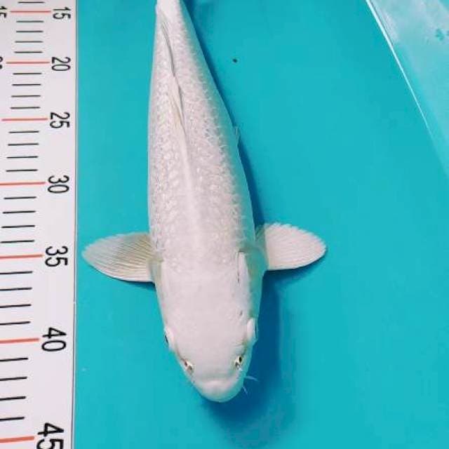 Platinum 37cm 