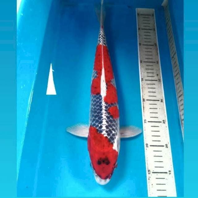 Goshiki, male 43 cm