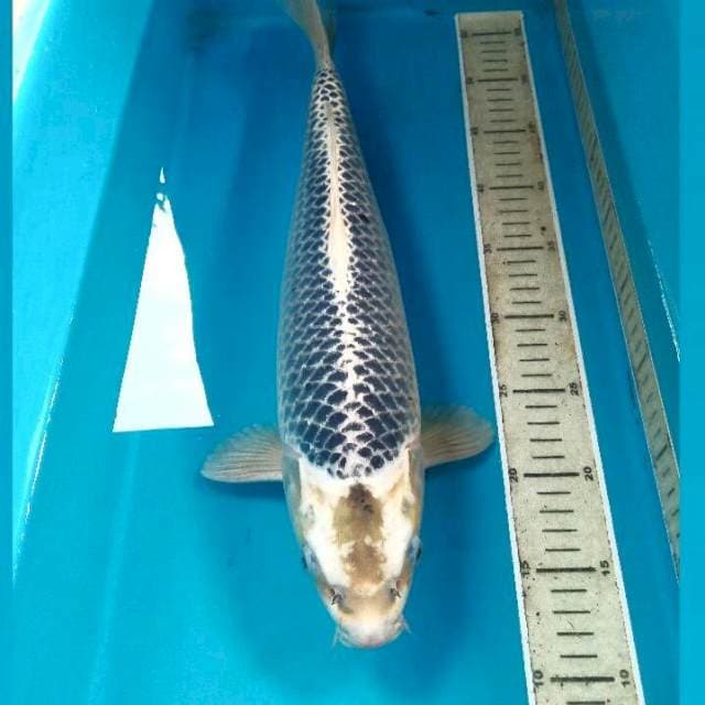 Matsuba, 46 cm