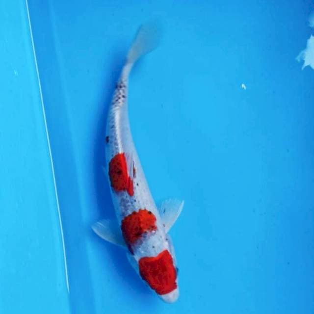 Goshiki step 30cm male