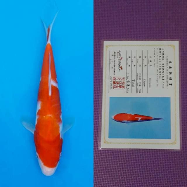 Matsue kohaku 22cm certy
