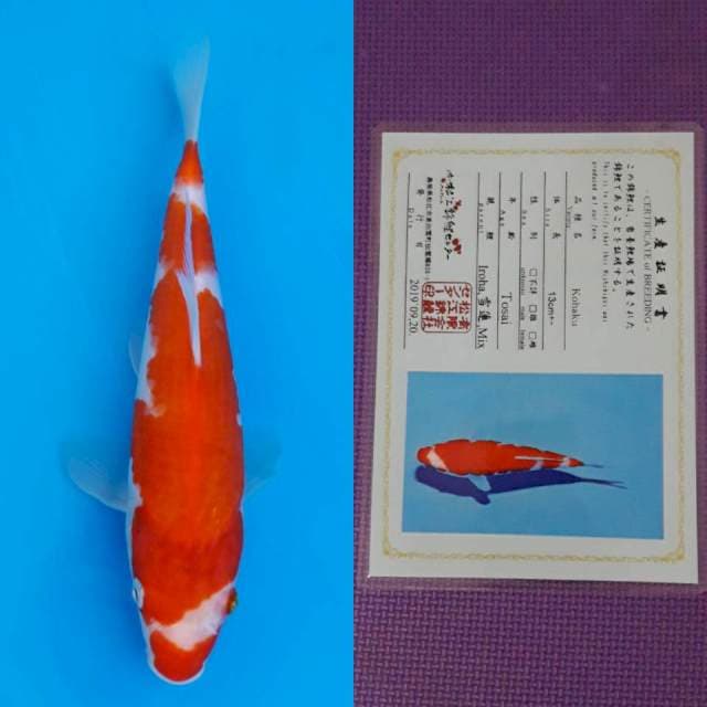 Matsue kohaku 22cm certy