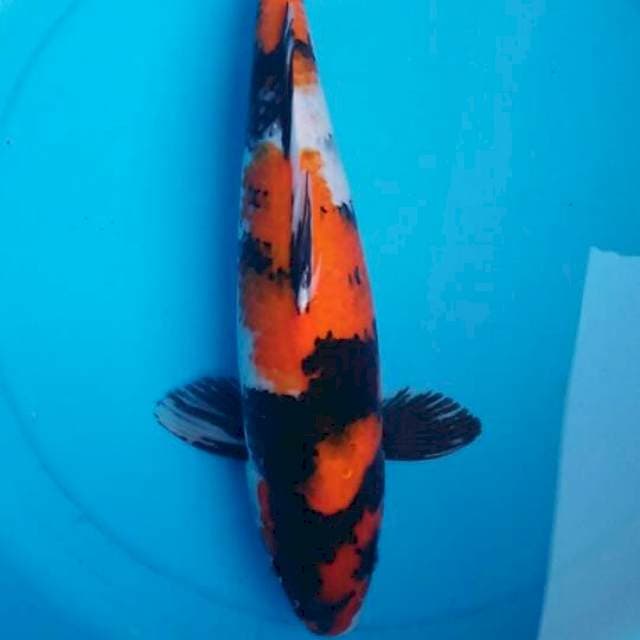 Showa 36cm