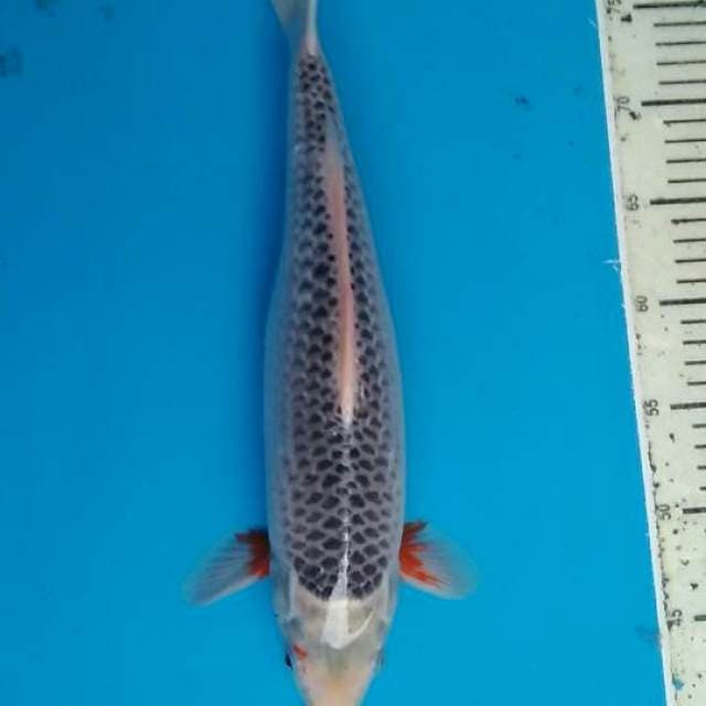 Asagi 36cm