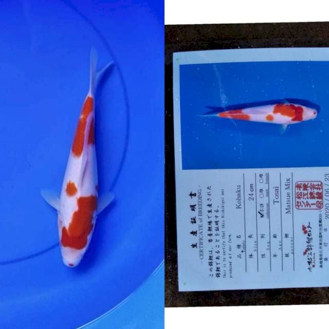 Kohaku serty matsue