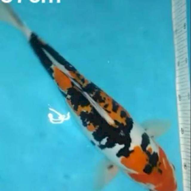 Sanke doitsu 37cm
