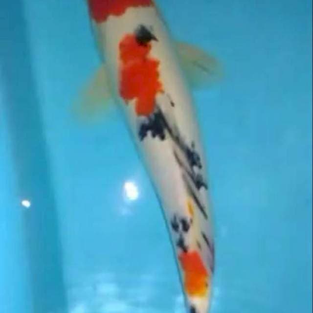 Kohaku sanke 32cm