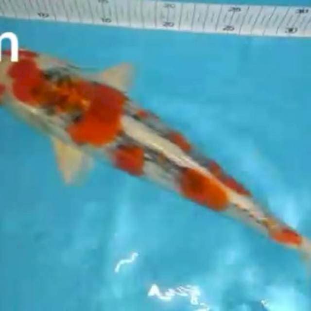 Kujaku 33cm