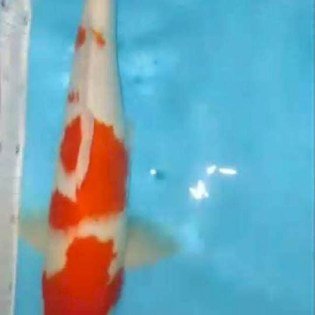Kohaku strong 35cm