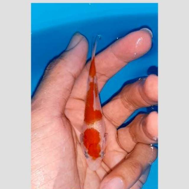 Kohaku 10cm