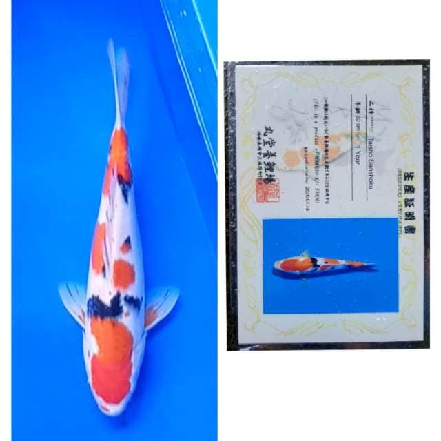 Sanke Import Serti Marudo