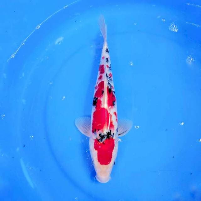 SANKE MERAH STRONG, 33CM