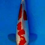 Maruten kohaku 23
