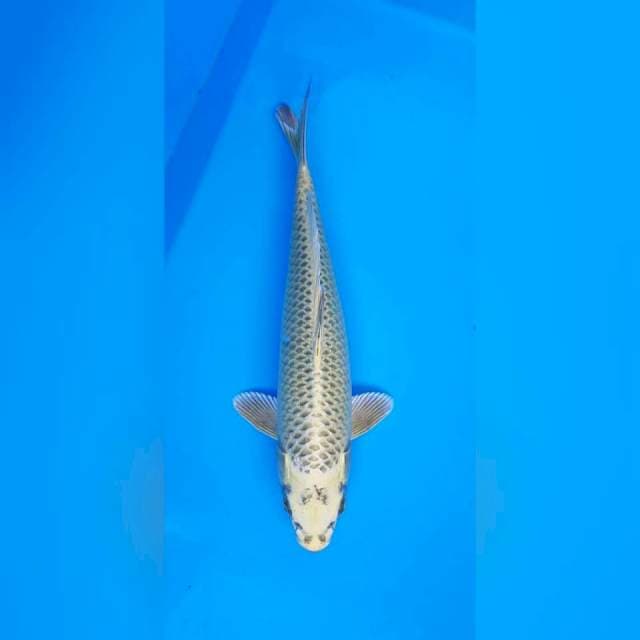 Mukashi ogon FNF