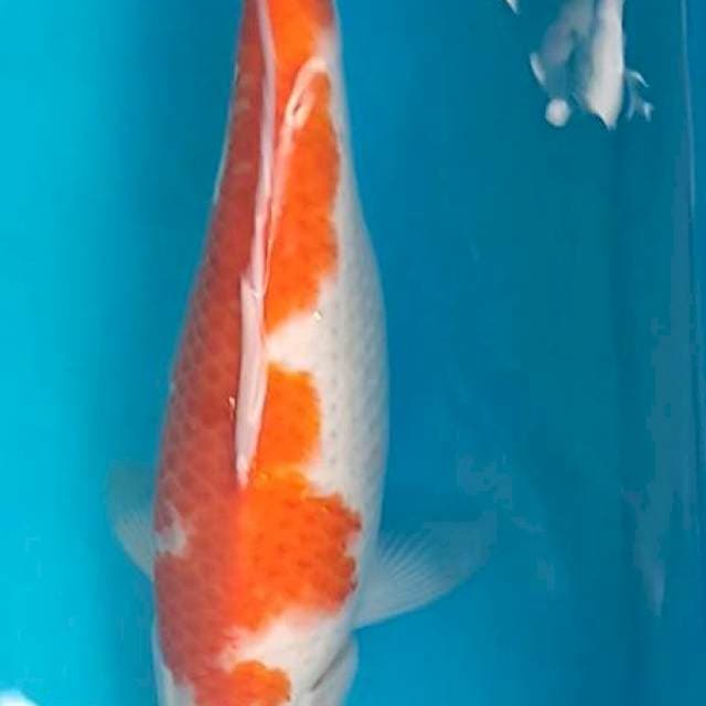 Kohaku jumbo