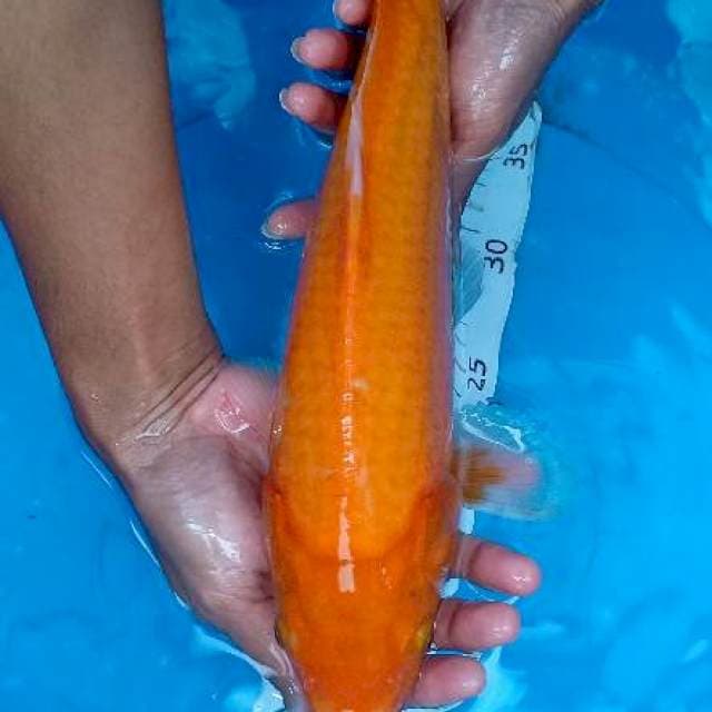 Benigoi